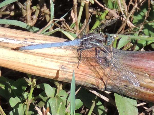 a Libellulid Dragonfly from Eldoret, Kenya, Jan. 2014. Photo © by Michael Plagens