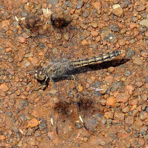 a Libellulidae Dragonfly from Eldoret, Kenya, July 2014. Photo © by Michael Plagens