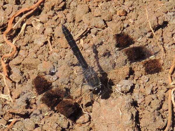 a Libellulidae Dragonfly from Eldoret, Kenya, December 2014. Photo © by Michael Plagens