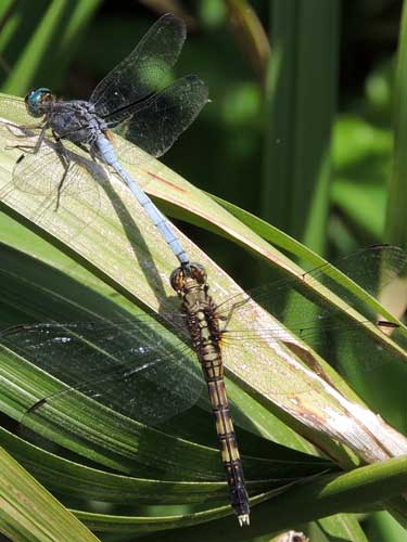 a mating pair Libellulidae Dragonfly from Kongelai Escarpment, Kenya, July 2014. Photo © by Michael Plagens