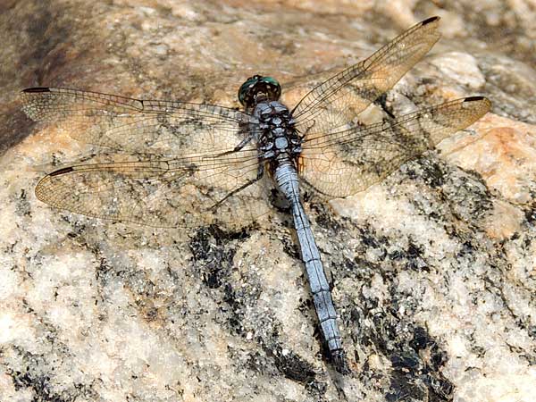 a powder blue Libellulidae Dragonfly from Kongelai Escarpment, Kenya, July 2014. Photo © by Michael Plagens