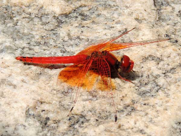 a red-winged Libellulidae Dragonfly from Kongelai Escarpment, Kenya, July 2014. Photo © by Michael Plagens