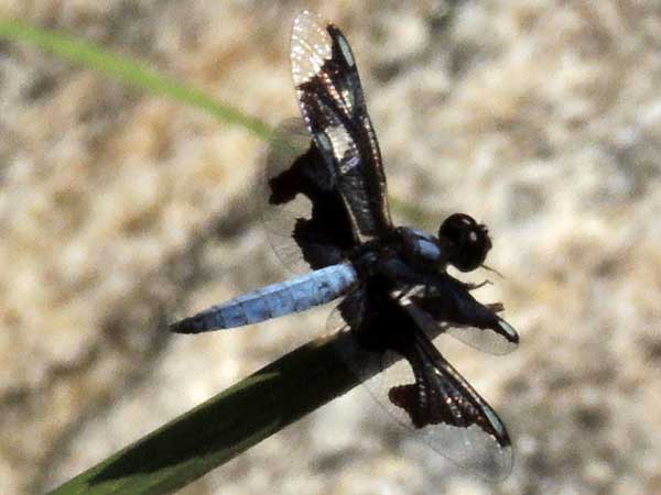 a Libellulidae Dragonfly with black patched wings from Kongelai Escarpment, Kenya, July 2014. Photo © by Michael Plagens