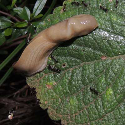 a keel-back slug, Limacidae, pursued by driver ants, g. Dorylus, Kenya, photo © by Michael Plagens