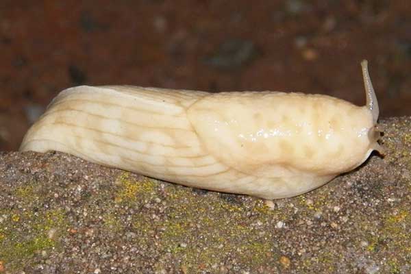 a large tailed slug, Urocyclidae, from Nairobi, Kenya, December 2012. Photo © by Michael Plagens