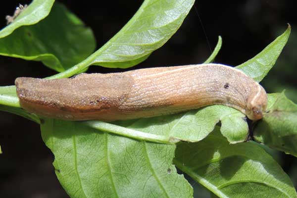 a large slug, from Kitale, Kenya, April 2013. Photo © by Michael Plagens