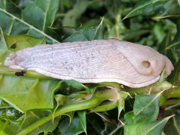 Slug feeding on Acanthus from South Nandi Forest, Kenya, photo © by Michael Plagens