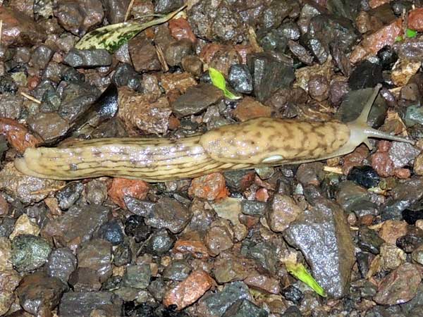 a large  slug, Urocyclidae, from Nakuru, Kenya, July 2014. Photo © by Michael Plagens