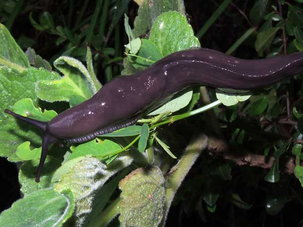 a large blue slug, Urocyclidae, from Iten, Kenya. Photo © by Michael Plagens