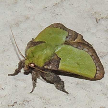 Slug moth, green and brown Limacodidae from Kenya. Photo © by Michael Plagens