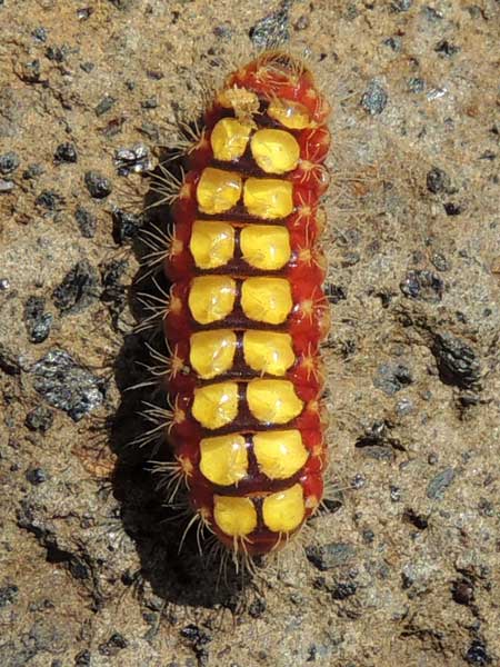 a slug moth larva of an Limacodidae from Kenya. Photo © by Michael Plagens