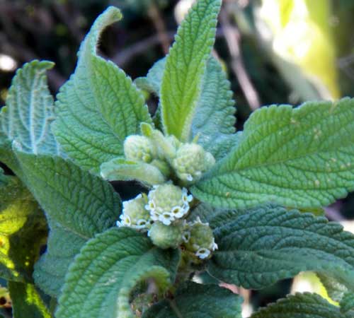 a Lippia sp. by Michael Plagens