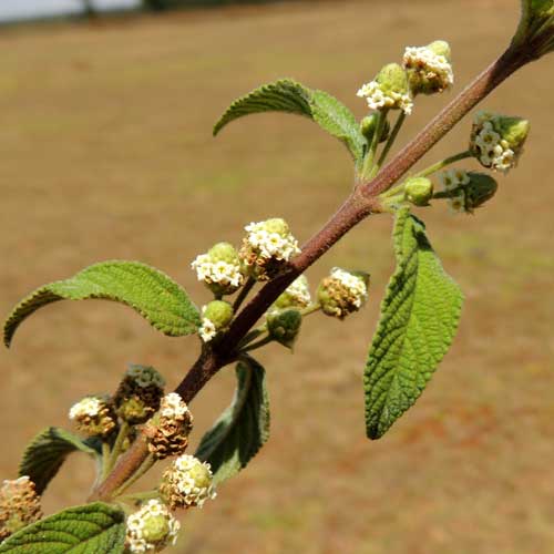 Fever Tea, Lippia javanica, by Michael Plagens