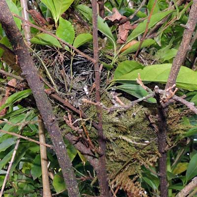 Nest of Bronze Mannikin, Lonchura cucullata, photo © by Michael Plagens