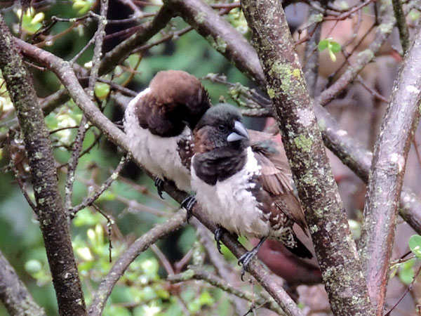 Bronze Mannikin, Lonchura cucullata, photo © by Michael Plagens