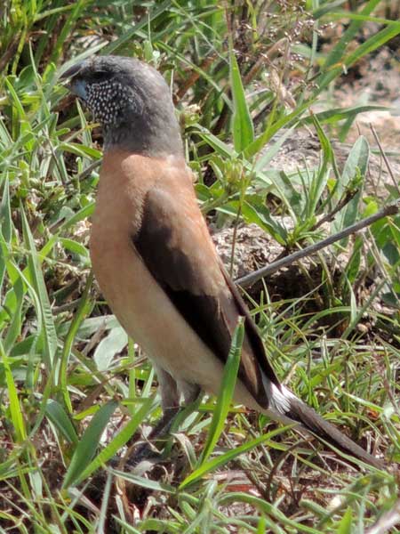 Grey-headed Silverbill, photo © by Michael Plagens.