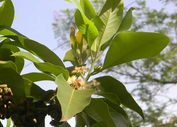 Lophostemon confertus, Kenya, photo © by Michael Plagens