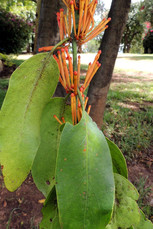 a loranthaceae, possibly Phragmanthera cornetii, photo © by Michael Plagens