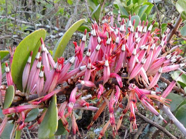 a Loranthaceae, possibly Tapinanthus globifer, photo © by Michael Plagens