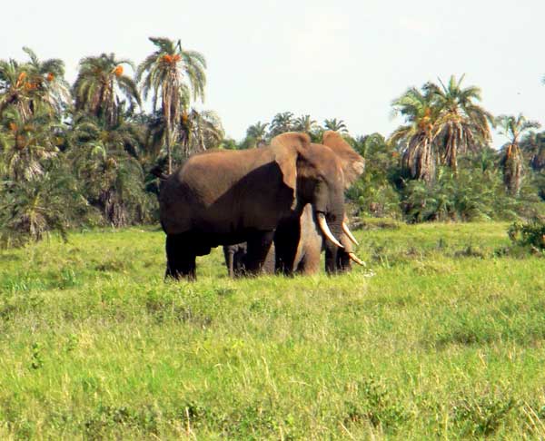 African Elephant, Loxodonta africana, photo © by Michael Plagens