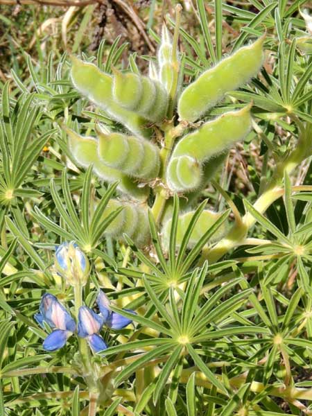 Lupine, Lupinus princei, Kenya, photo © by Michael Plagens