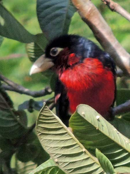 Double-toothed Barbet, lybius bidentatus, photo © by Michael Plagens