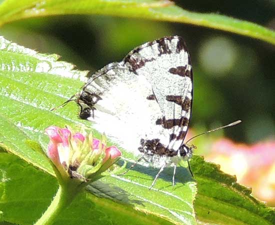 a lycaenid butterfly from Kitale, Kenya, Dec. 2012. Photo © by Michael Plagens