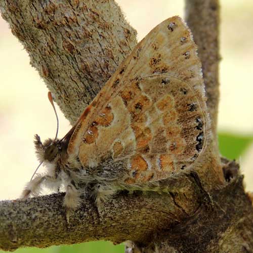 Lachnocnema butterfly photo © by Michael Plagens