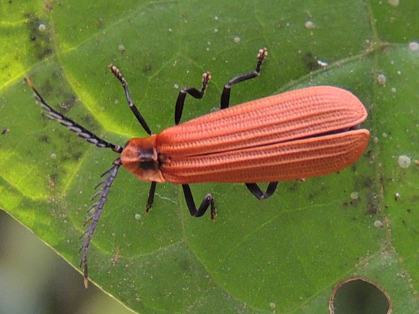 Lycidae from South Nandi, Kenya. Photo © by Michael Plagens