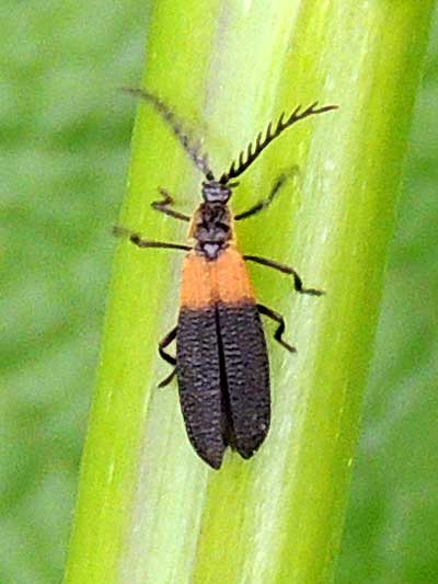 Lycidae from Elgeyo Escarpment, Kenya. Photo © by Michael Plagens