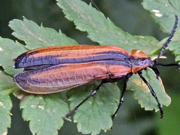 Lycidae from near Kapenguria, Kenya. Photo © by Michael Plagens