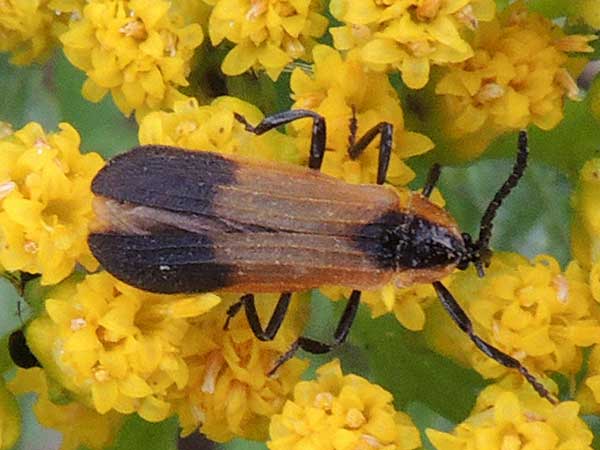 Lycidae from Mweiga, Nyeri County, Kenya. Photo © by Michael Plagens