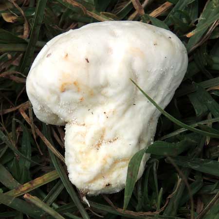 a puffball fungus, Lycoperdaceae, Kenya. Photo © by Michael Plagens
