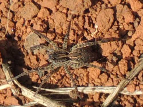 a wolf spider, ca. Hogna, from a maize field in Eldoret, Kenya. Photo © by Michael Plagens