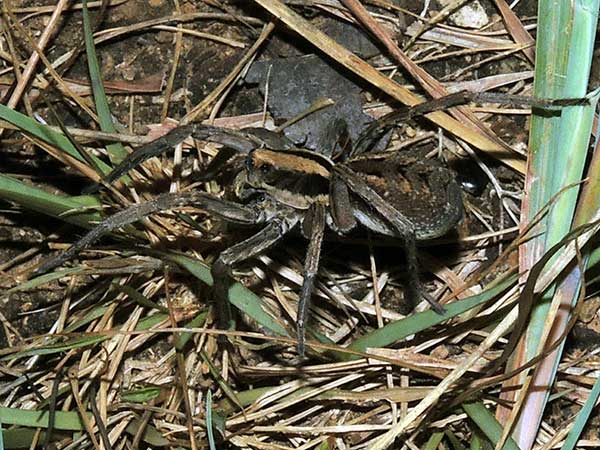 a wolf spider, ca. Lycosa, from Kerio Valley, Kenya. Photo © by Michael Plagens