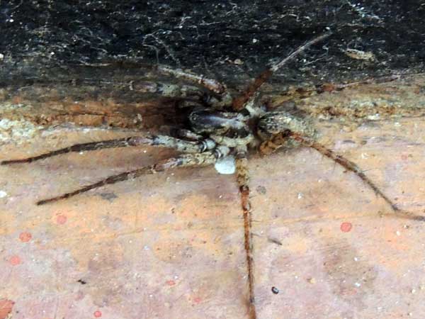 a wolf spider from Eldoret, Kenya. Photo © by Michael Plagens