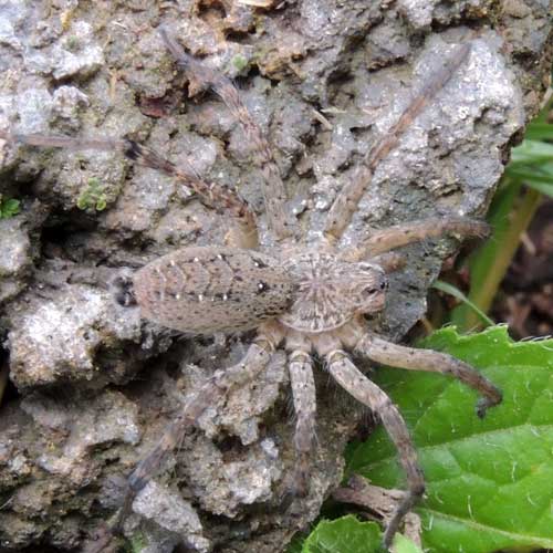 a wolf spider from Lake Elementaita, Kenya. Photo © by Michael Plagens