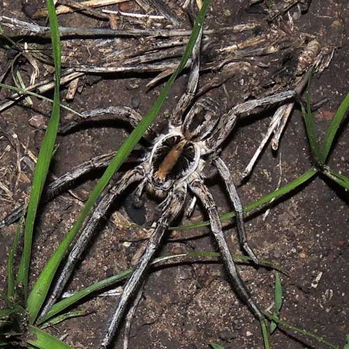 a wolf spider from near Mweiga, Nyeri, Kenya. Photo © by Michael Plagens