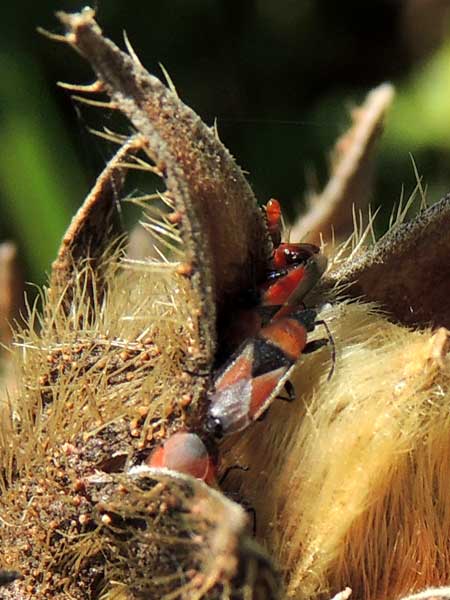 a seed bug, f. Lygaeidae, feeding on Hibiscus, from Eldoret, Kenya. Photo © by Michael Plagens
