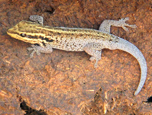 A dwarf gecko, lygodactylus, from Amboseli National Park, photo © by Michael Plagens