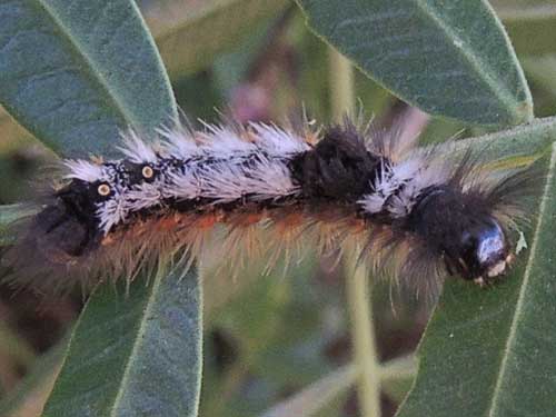 Lymantriidae from near Moiben, Uasin Gishu, Kenya, East Africa. Photo © by Michael Plagens