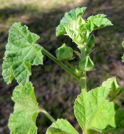 Cheeseweed, Malva parviflora, a garden weed in the Rift Valley of Kenya, photo © by Michael Plagens