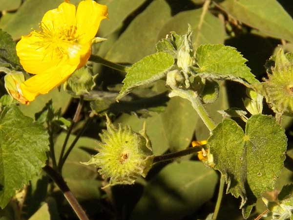 an Abutilon species from Eldoret, Kenya, photo © by Michael Plagens