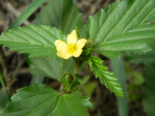 Malvastrum coromandelianum, an exotic mallow species from Nairobi, Kenya, photo © by Michael Plagens