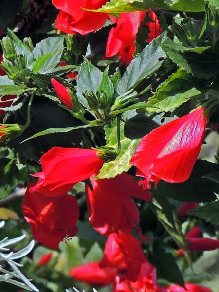 Turk's Cap mallow, Malvaviscus, Kenya, photo © by Michael Plagens