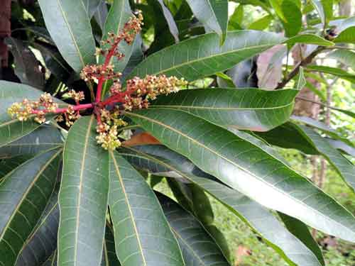 Foliage and inflorescence of Mango, Mangifera indica, from Kenya, photo © by Michael Plagens