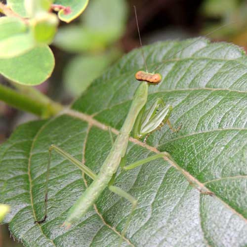 a praying mantis, Mantidae, in Kitale, Kenya. Photo © by Michael Plagens