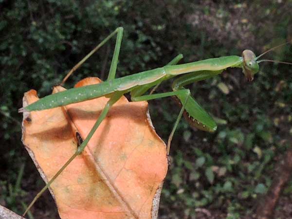 a praying mantis, Mantidae, in Nairobi, Kenya. Photo © by Michael Plagens