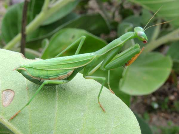 a praying mantis, Mantidae, from Kajiado, Kenya. Photo © by Michael Plagens