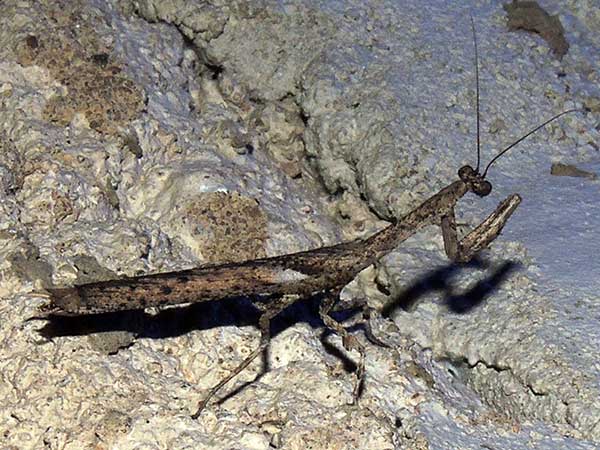 a praying mantis, Mantidae, in Kerio Valley, Kenya. Photo © by Michael Plagens